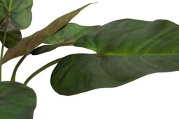 MOROSI ANTHURIUM KUNSTPFLANZE 81 CM--3