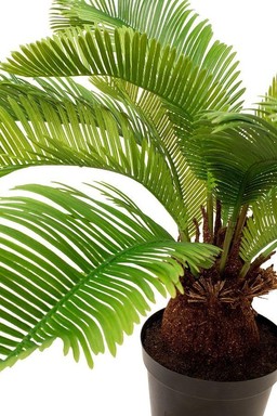 MOROSI CYCAS KUNSTPFLANZE 59 CM--1