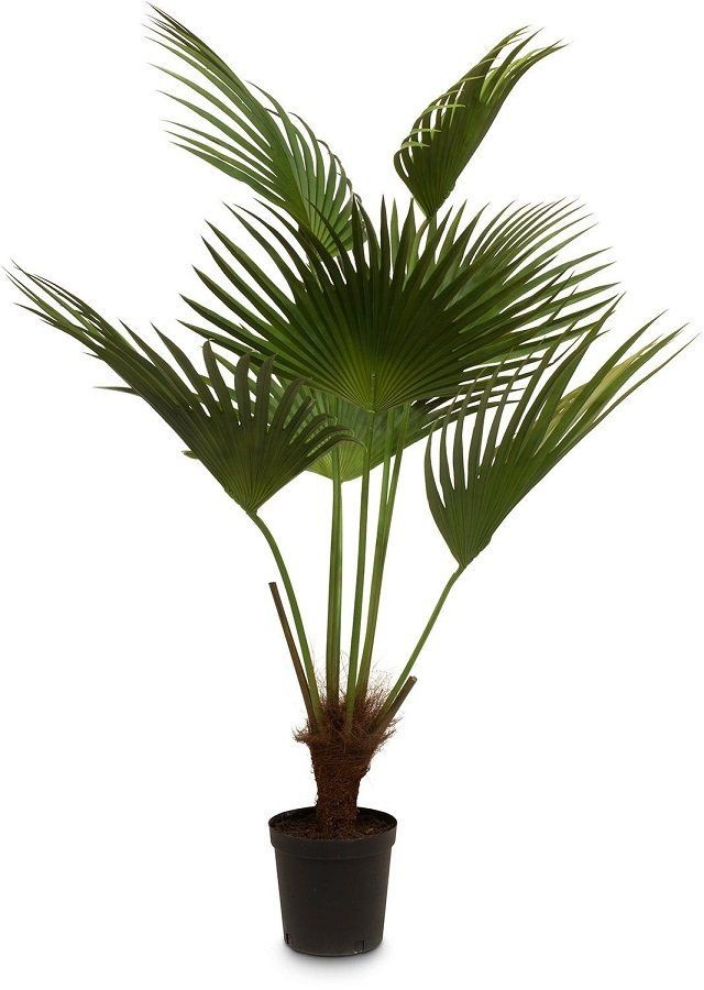 MOROSI FAN PALM KUNSTPFLANZE 154 CM--0