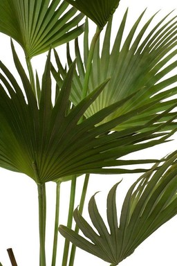 MOROSI FAN PALM KUNSTPFLANZE 154 CM--2