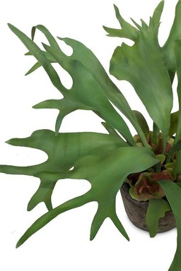 MOROSI STAGHORN KUNSTPFLANZE 55 CM--2