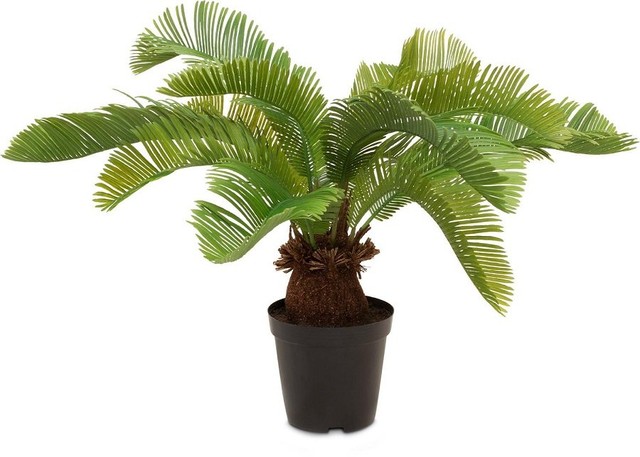 MOROSI CYCAS KUNSTPFLANZE 59 CM