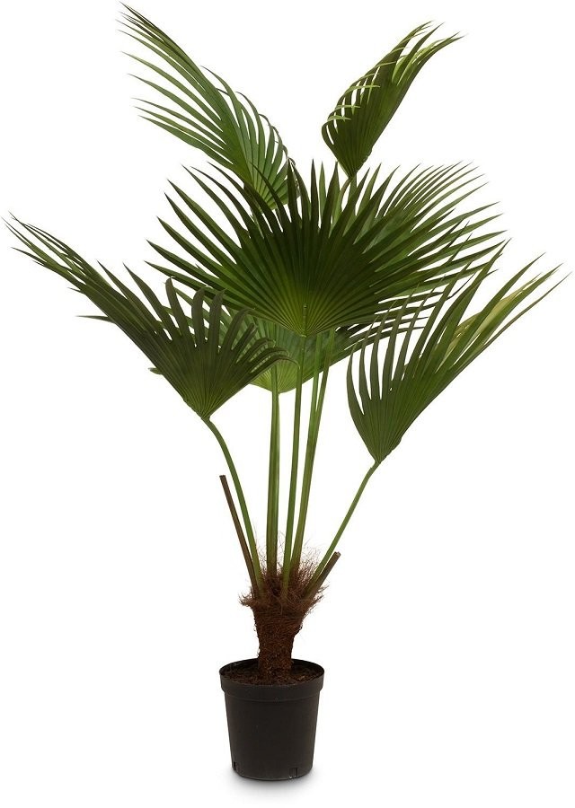 MOROSI FAN PALM KUNSTPFLANZE 154 CM